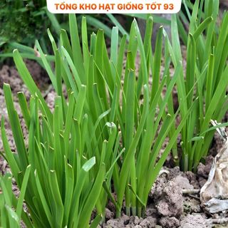 Hạt giống hẹ cao sản - hàng công ty Loại 1