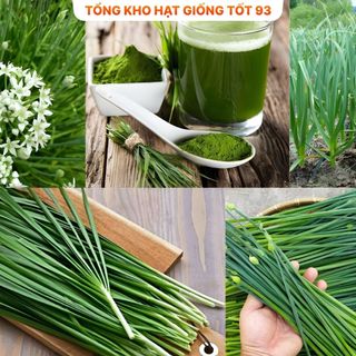 Hạt giống hẹ cao sản - hàng công ty Loại 1
