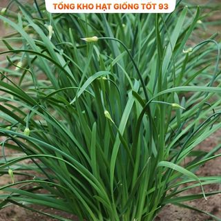 Hạt giống hẹ cao sản - hàng công ty Loại 1