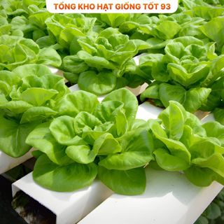 Hạt giống rau xà lách búp đăm gói 2gram hàng công ty