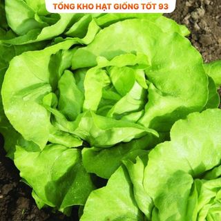 Hạt giống rau xà lách búp đăm gói 2gram hàng công ty