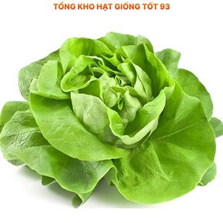 Hạt giống rau xà lách búp đăm gói 2gram hàng công ty
