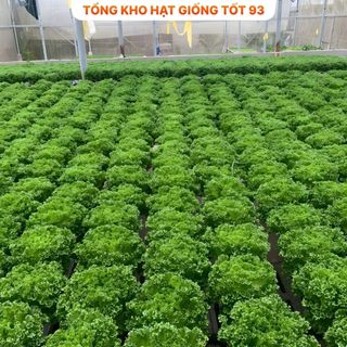 Hạt giống rau xà lách búp đăm gói 2gram hàng công ty
