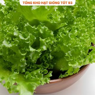 Hạt giống Xà Lách Thủy Tinh năng suất cao hàng công ty Loại 1