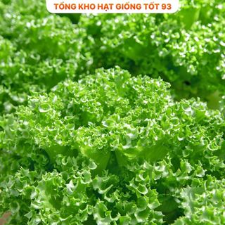 Hạt giống rau Xà lách dún xoăn gói 2gram hàng công ty Loai 1