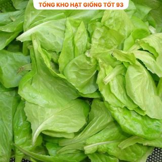 Hạt giống rau Xà lách Dún Vàng hàng công ty Loại 1