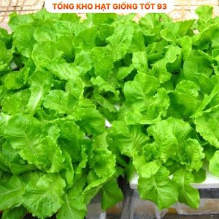 Hạt giống rau Xà lách Dún Vàng hàng công ty Loại 1