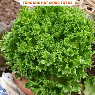 Hạt giống rau Xà lách dún xoăn gói 2gram hàng công ty Loai 1