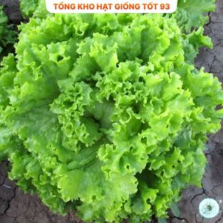 Hạt giống rau Xà lách dún xoăn gói 2gram hàng công ty Loai 1