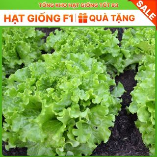 Hạt giống rau Xà lách dún xoăn gói 2gram hàng công ty Loai 1