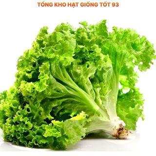 Hạt giống rau Xà lách dún xoăn gói 2gram hàng công ty Loai 1