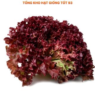 Hạt giống rau xà lách xoăn tím hàng công ty Loại 1