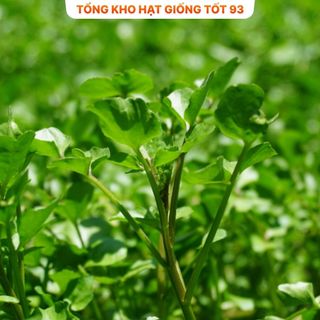 Hạt giống Rau Xà lách Xoong Mỹ (cải xoong) năng suất cao hàng công ty Loại 1