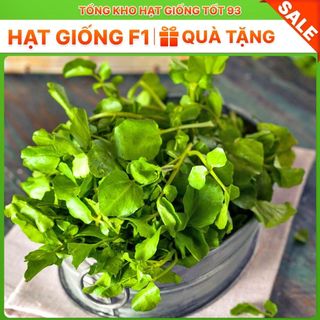 Hạt giống Rau Xà lách Xoong Mỹ (cải xoong) năng suất cao hàng công ty Loại 1
