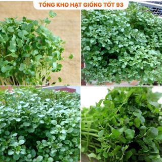 Hạt giống Rau Xà lách Xoong Mỹ (cải xoong) năng suất cao hàng công ty Loại 1