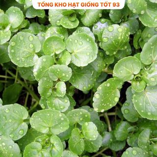 Hạt giống Rau Xà lách Xoong Mỹ (cải xoong) năng suất cao hàng công ty Loại 1