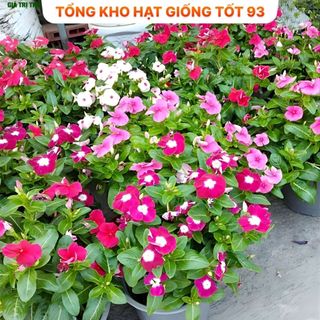Tổng hợp 25 loại hạt giống hoa dễ trồng Hàng công ty Loại 1