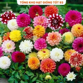 Tổng hợp 25 loại hạt giống hoa dễ trồng Hàng công ty Loại 1