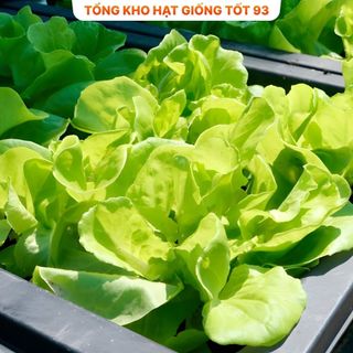 Hạt giống rau Xà lách Dún Vàng hàng công ty Loại 1