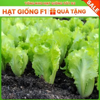 Hạt giống rau Xà lách Dún Vàng hàng công ty Loại 1