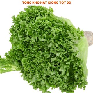 Hạt giống Xà Lách Thủy Tinh năng suất cao hàng công ty Loại 1