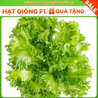 Hạt giống Xà Lách Thủy Tinh năng suất cao hàng công ty Loại 1