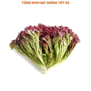 Hạt giống rau xà lách xoăn tím hàng công ty Loại 1