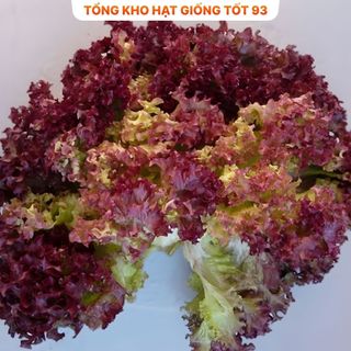 Hạt giống rau xà lách xoăn tím hàng công ty Loại 1