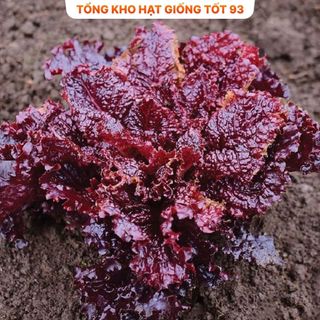 Hạt giống rau xà lách xoăn tím hàng công ty Loại 1