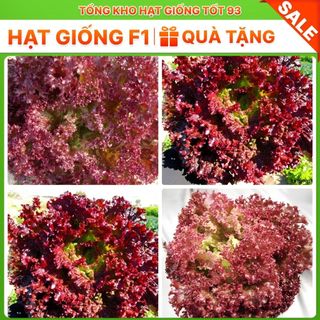 Hạt giống rau xà lách xoăn tím hàng công ty Loại 1