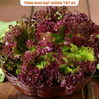 Hạt giống rau xà lách xoăn tím hàng công ty Loại 1