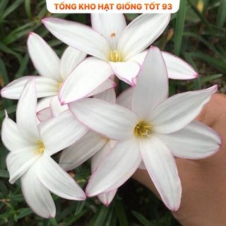 1kg củ hoa Huệ mưa kép ra hoa sau 10 ngày- hàng công ty Loại 1