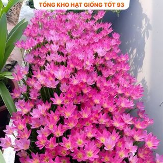10 củ củ huệ mưa kép mix ra hoa sau 1 tuần hoa rất đẹp - Hàng Công ty Loại 1