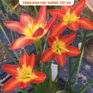 1kg củ hoa Huệ mưa kép ra hoa sau 10 ngày- hàng công ty Loại 1