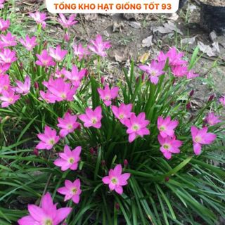 1kg củ hoa Huệ mưa kép ra hoa sau 10 ngày- hàng công ty Loại 1