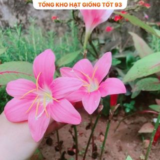 1kg củ hoa Huệ mưa kép ra hoa sau 10 ngày- hàng công ty Loại 1
