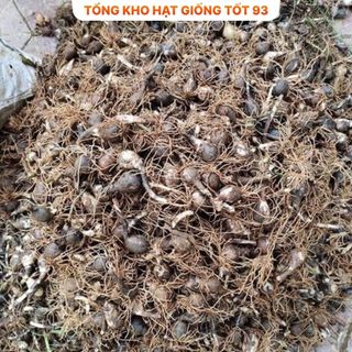 1kg củ hoa Huệ mưa kép ra hoa sau 10 ngày- hàng công ty Loại 1