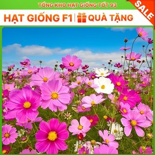 1kg Hạt Giống Hoa Sao Nhái Mix Đủ Màu - Hàng Công Ty Loại 1