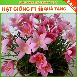 1kg củ hoa Huệ mưa kép ra hoa sau 10 ngày- hàng công ty Loại 1
