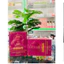 Combo 2 hộp Sâm Tố Nữ BH giúp cân bằng Nội Tiết Tố Nữ làm gảm : Bốc Hoả -Mất Ngủ -Lão Hoá Da Hộp 30 viên