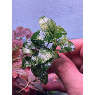ráy pinto, anubias pinto, ráy thuỷ sinh