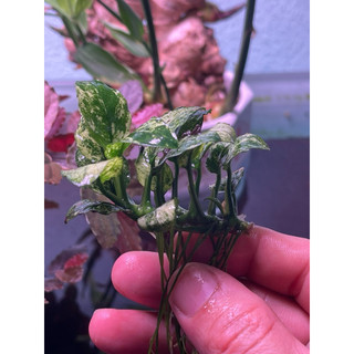 ráy pinto, anubias pinto, ráy thuỷ sinh
