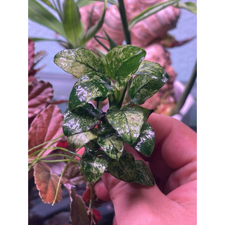 ráy pinto, anubias pinto, ráy thuỷ sinh