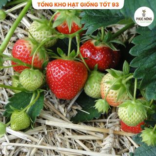 Hạt giống Dâu Tây Ngon dễ trồng - hàng công ty Loại 1