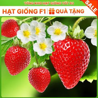 Hạt giống Dâu Tây Ngon dễ trồng - hàng công ty Loại 1