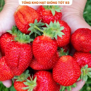 Hạt giống Dâu Tây Ngon dễ trồng - hàng công ty Loại 1