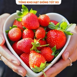 Hạt giống Dâu Tây Ngon dễ trồng - hàng công ty Loại 1
