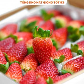 Hạt giống Dâu Tây Ngon dễ trồng - hàng công ty Loại 1