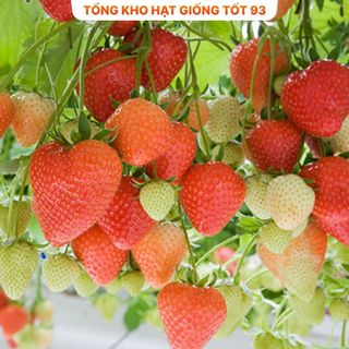 Hạt giống Dâu Tây Ngon dễ trồng - hàng công ty Loại 1
