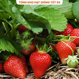 Hạt giống dâu tây nhật quả chịu nhiệt, dâu tây F1 loại siêu quả - hàng công ty Loại 1